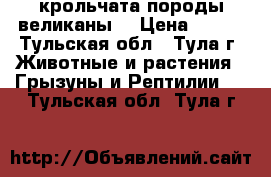 крольчата породы великаны. › Цена ­ 900 - Тульская обл., Тула г. Животные и растения » Грызуны и Рептилии   . Тульская обл.,Тула г.
